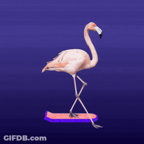 Skating Flamingo GIF
