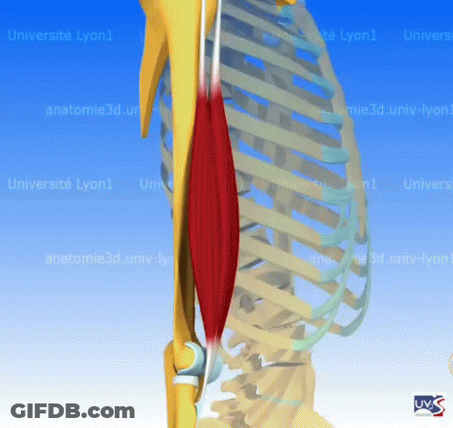 Skeleton 3D Model Universite Lyon1 GIF