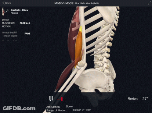 Skeleton And Muscles In Motion On Screen GIF