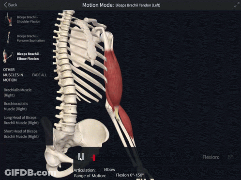 Skeleton And Muscles Showing Biceps Tendon GIF
