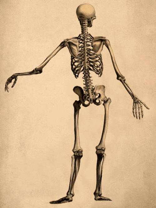 Skeleton Dance Vintage Brown GIF
