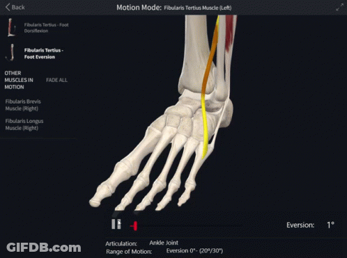 Skeleton Foot With Motion Mode GIF