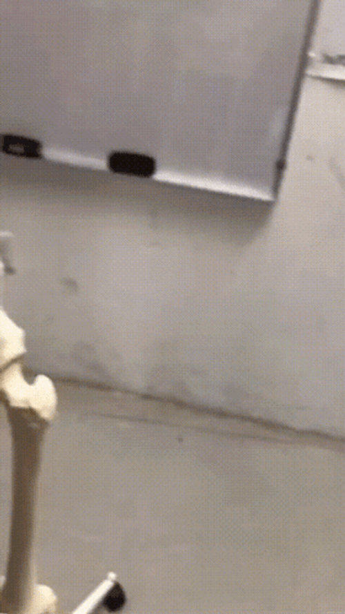 Skeleton Form Mewing Meme GIF