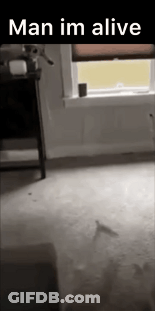 Skeleton Man Im Alive GIF