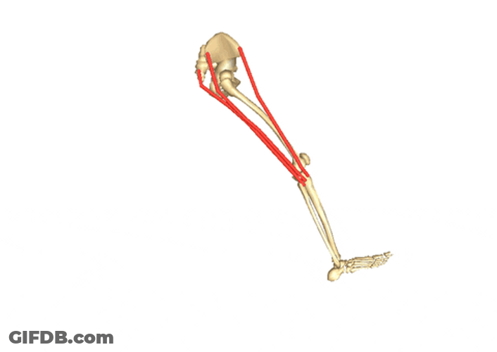 Skeleton Running One Leg Only GIF