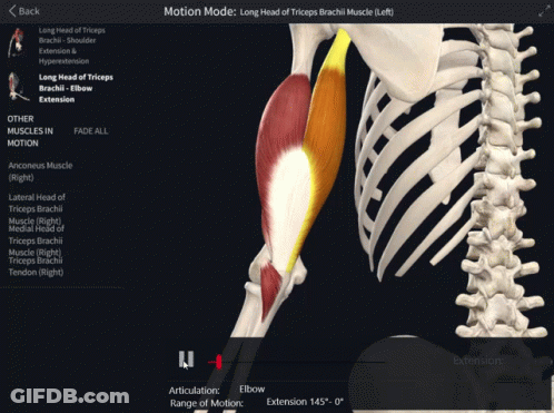 Skeleton Showing Muscles In Motion GIF