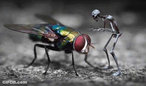Skeleton Standing Next To Fly With Red Head GIF