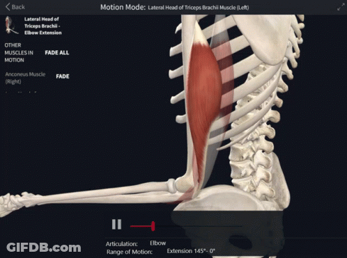 Skeleton With Muscles On Computer Screen GIF