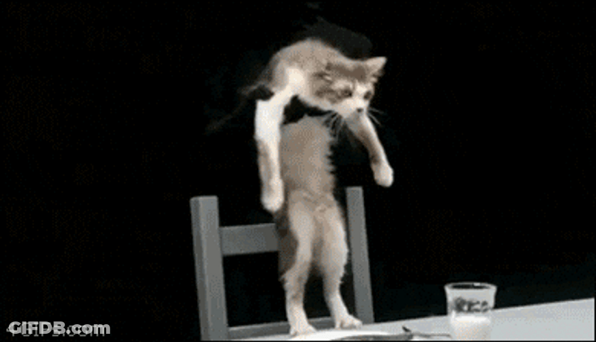 Skinny Cat Breakdancing Together GIF