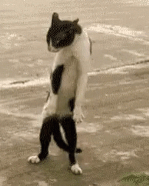 Skinny Cat Standing GIF