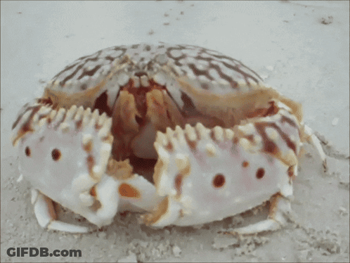 Skull-Like Crab On Beach GIF