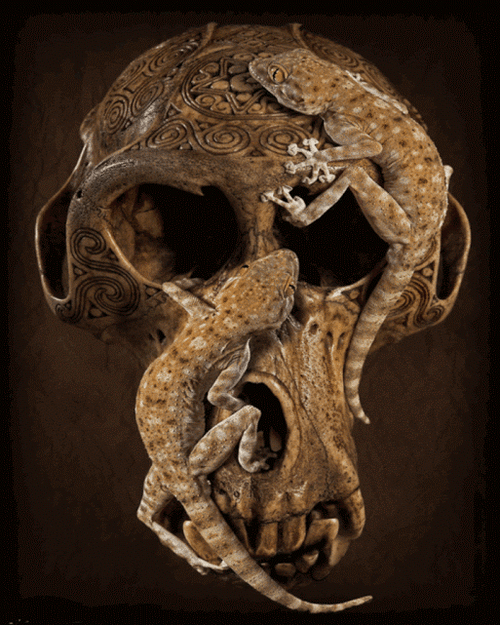 Skull With Lizards Art GIF