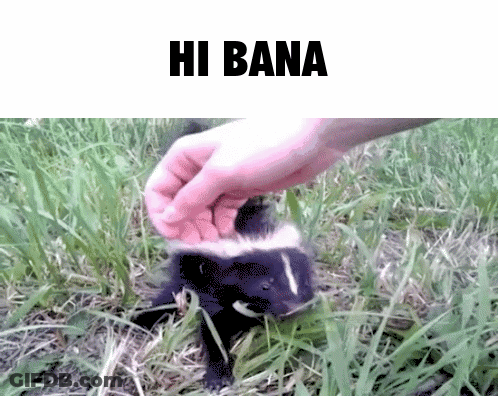 Skunk Being Petted With Hi Bana GIF
