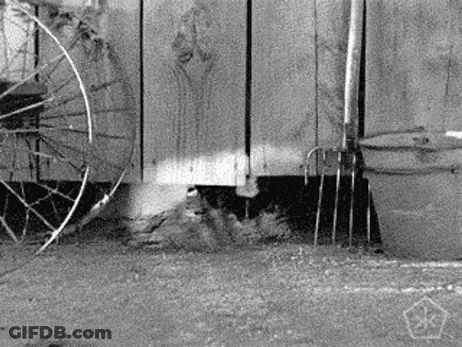 Skunk Outside The Barn GIF