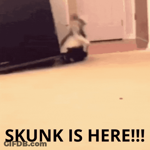 Skunk Saying Skunk Is Here GIF