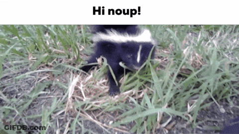 Skunk Standing In Grass Saying Hi Noup GIF