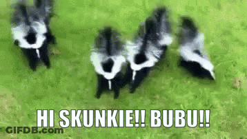Skunks Saying Hi Skunkie Bubu GIF