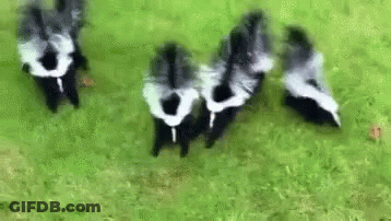 Skunks Standing On Grass Field GIF