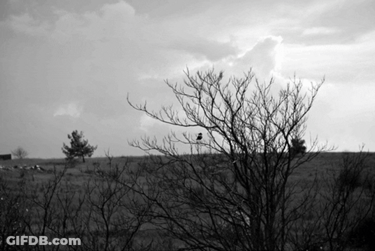 Sky Bright Clouds Leafless Trees GIF