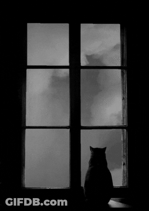 Sky Cat On Window GIF