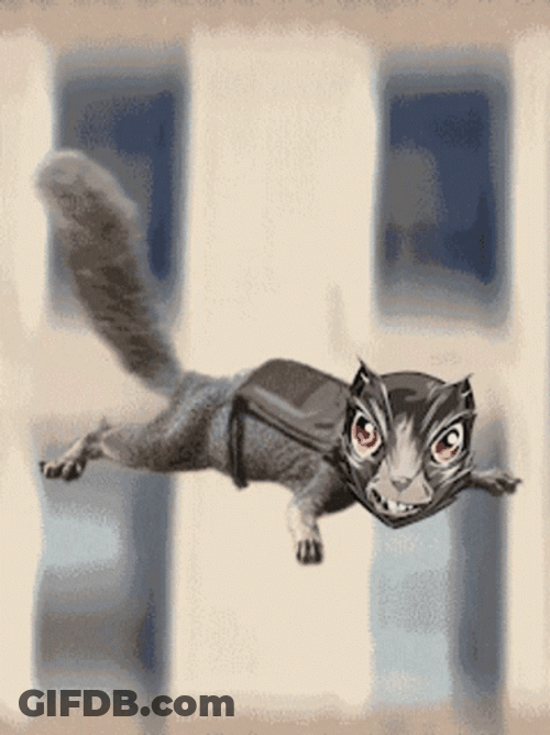 Sky Diving Squirrel Meme GIF