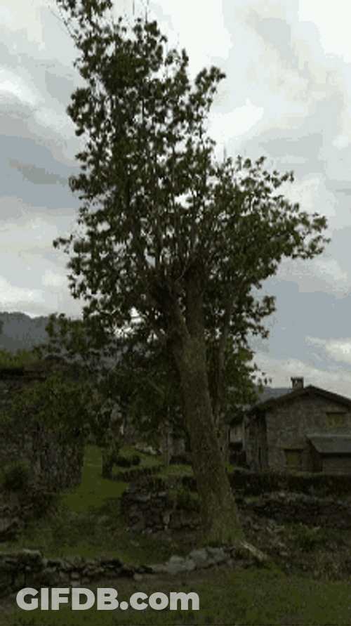 Slant Big Oak Tree GIF