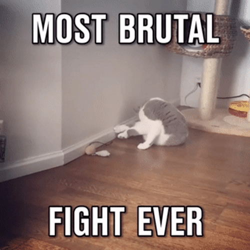 Slap Fight Angry Cats GIF