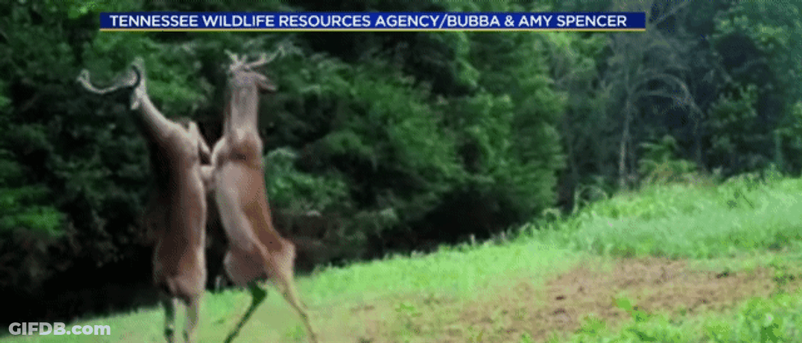 Slap Fight Nature Deer GIF
