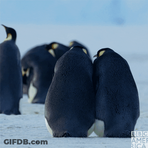 Slap Fight Penguin GIF