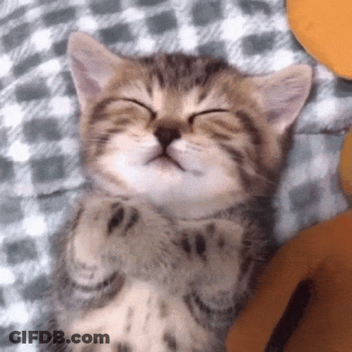 Sleep Kitty GIF