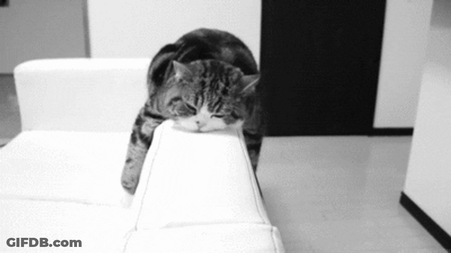 Sleep Well Cat Bed Time GIF