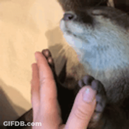 Sleeping Adorable Otter Holding Hands GIF
