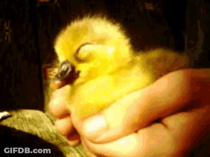 Sleeping And Snoring Duckling GIF