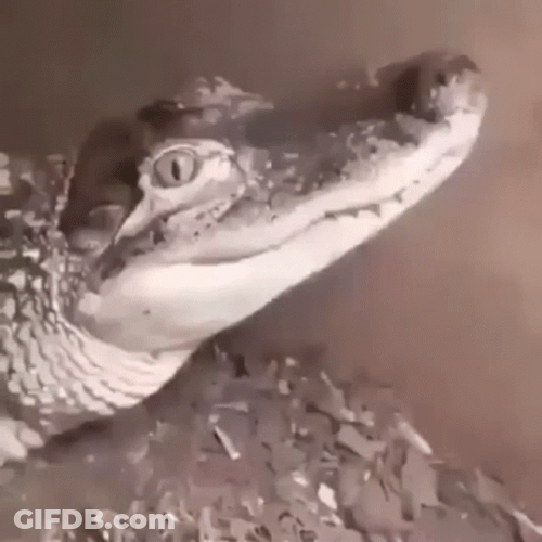 Sleeping Baby Crocodile GIF