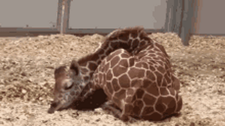 Sleeping Baby Giraffe GIF