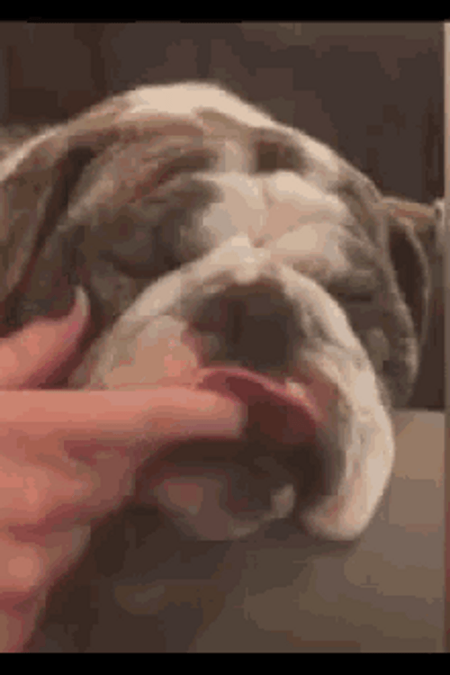 Sleeping Bulldog Sticking Out Tongue GIF