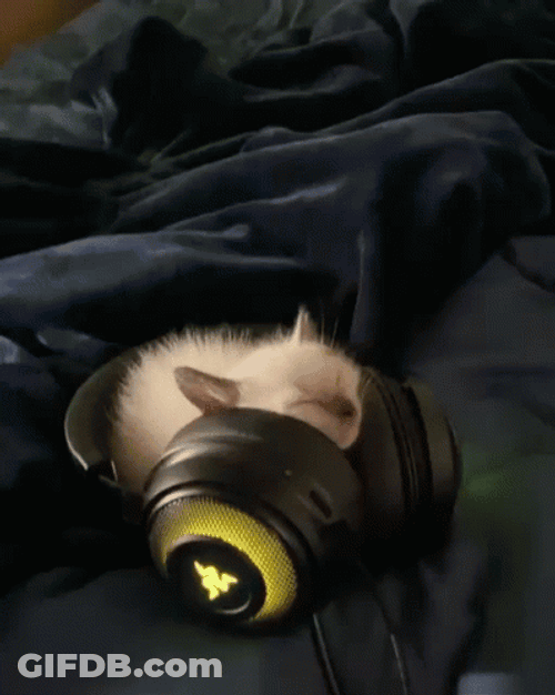 Sleeping Cat Big Headphones GIF