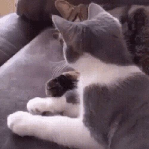 Sleeping Cat Hug Cuddle Me Please GIF