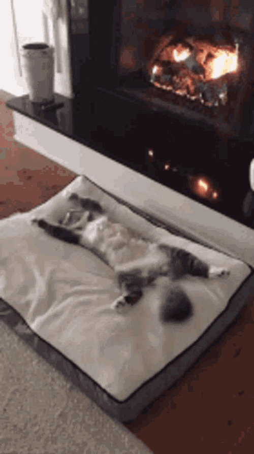 Sleeping Cat Near Fireplace GIF