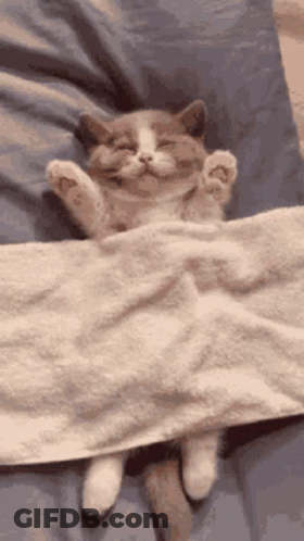 Sleeping Cat Under Blanket GIF