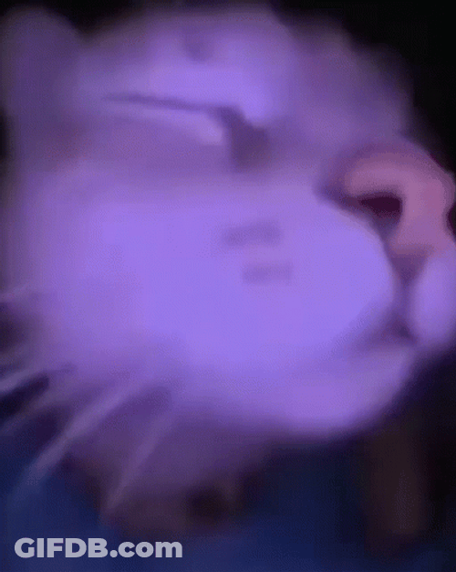 Sleeping Cat Vibing GIF