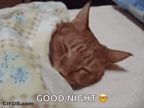 Sleeping Cat With Good Night Text GIF