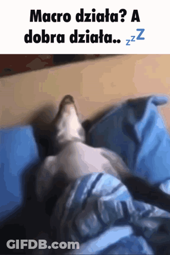Sleeping Cat With Macro Dziata Zzz GIF
