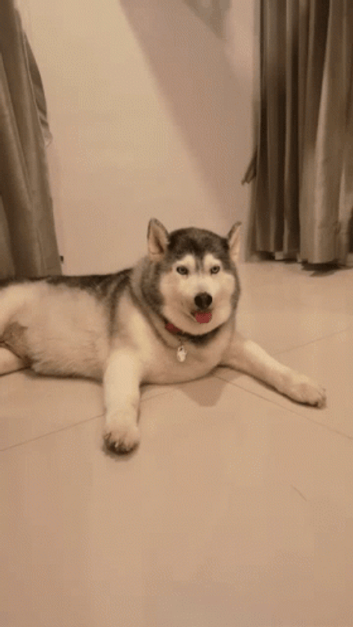 Sleeping Dog Alaskan Malamute Floor GIF