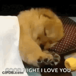 Sleeping Dog Being Petted On White Blanket GIF