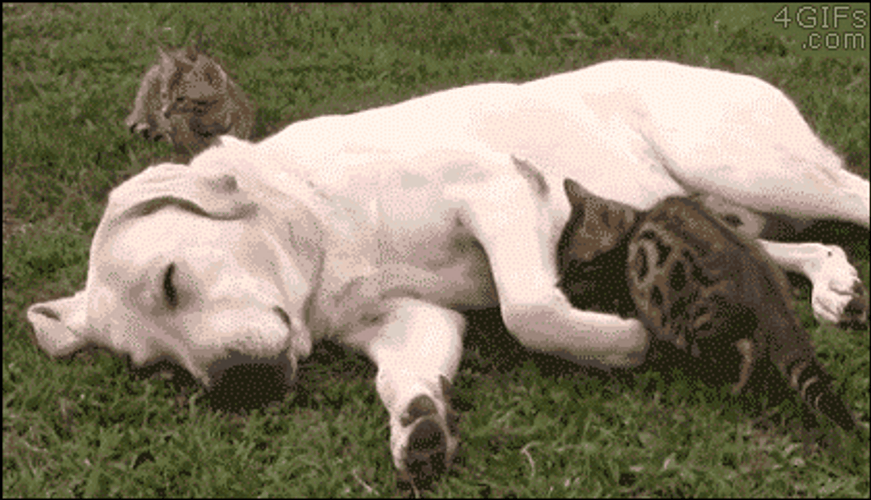 Sleeping Dog Cat Laying Down Beside Funny Hug GIF