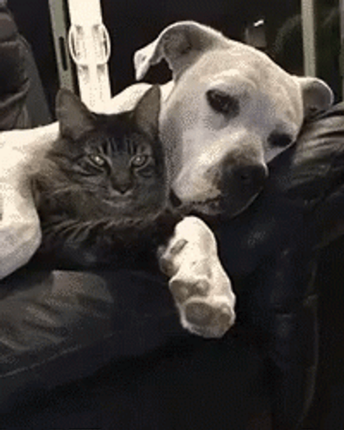 Sleeping Dog Cat Yawn BFF GIF