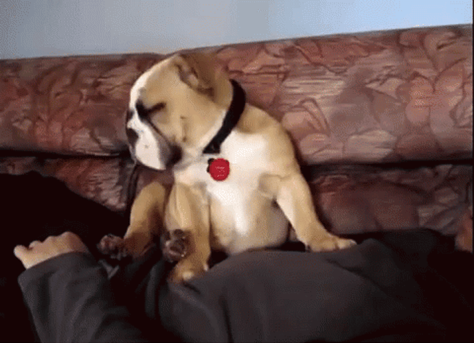 Sleeping Dog Cuddle Faint Man GIF