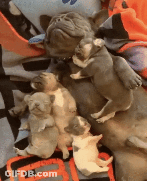 Sleeping Dog Cuddle With Puppies GIF