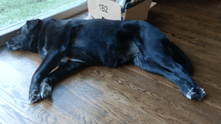 Sleeping Dog Cute Walking Dream GIF